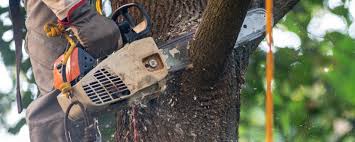 Trusted Edgewater, CO Tree Services Experts